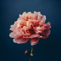 Surreal Pink Peony: Muted Tones And Graceful Balance