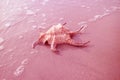 Surreal Pop Art Style Pink Colored Chiragra Spider Conch Shell on Sand Beach with Sea Foam