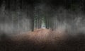 Dark Woods, Forest, Fog, Background, Surreal Royalty Free Stock Photo