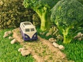 Surreal scene with green cabbage and oregano