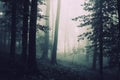 Surreal spooky forest with fog Royalty Free Stock Photo