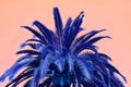 Surreal Style Pop Art of Vivid Blue Palm Tree on Pink Background