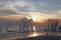 Surreal sunset at a mangrove bay. Royalty Free Stock Photo