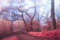 Surreal trail in foggy forest. Trees with red leaves Royalty Free Stock Photo