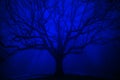 Surreal Tree in Winter Blue Fog