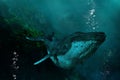 Surreal Undersea Humpback Whale, Nature Royalty Free Stock Photo