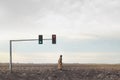 surreal woman observes the arrows of a traffic light in the middle of the desert, concept of choosing a direction in life