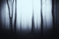 Surreal woods with fog through trees Royalty Free Stock Photo