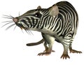 Surreal Zebra rat