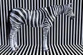 Surreal Zebra Stripes, Wildlife Animal, Nature Royalty Free Stock Photo