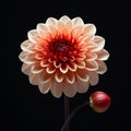 Surrealist Compositions: Dahlia Flower On Black Background