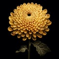 Surrealist Illustration Of Golden Chrysanthemum On Black Background Royalty Free Stock Photo