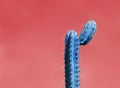 Surrealistic abstract blue thorny cactus with funny shape