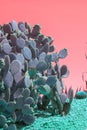 Surrealistic abstract cactus and succulent plants red sky