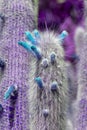 Surrealistic abstract purple cactus with turquoise flowers