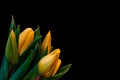 Surrealistic bouquet of yellow young lush tulips on black background Royalty Free Stock Photo