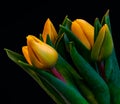 Surrealistic bouquet of fresh yellow lush tulips macro, black background