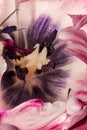 Surrealistic macro of a pink white blue tulip blossom with pollen