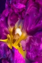 Surrealistic center of a purple parrot tulip blossom in pop-art colors on violet background
