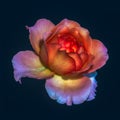 Surrealistic colorful fine art still life macro of a single isolated red orange pink violet rose blossom, blue background Royalty Free Stock Photo