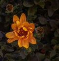 Surrealistic fine art still life flower color vintage image of an open golden yellow african cape daisy / marguerite blossom