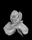 Surrealistic fine art still life monochrome white rose blossom macro