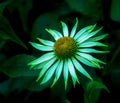 Surrealistic green neon colored outdoor macro of a wide open white yellow coneflower / echinacea blossom