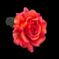 Surrealistic macro of a bold orange violet rose blossom on black background