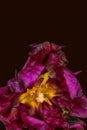 Surrealistic macro of a red parrot tulip blossom on brown background