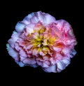 Surrealistic macro of a white yellow pink begonia blossom with rain drops