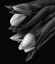 Surrealistic monochrome tulip bouquet, vintage painting style fine art still life macro,black background