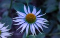 Surrealistic macro of a white yellow coneflower / echinacea blossom