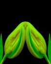 Surrealistic neon color yellow green tulip blossom pair