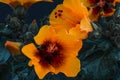 Surrealistic orange red hibiscus blossoms macro with buds on dark blue background Royalty Free Stock Photo