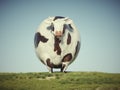 Surrealistic oversized cow on grass field. Wealth and investment concept Royalty Free Stock Photo