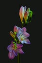 Surrealistic pair of open violet freesia blooms and buds, colorful vintage painting style macro, dark gray background