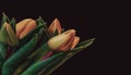 Surrealistic pastel bouquet of yellow young lush tulips, fine art still life macro, dark gray background