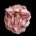 Surrealistic pastel pink rose blossom macro, aged single bloom