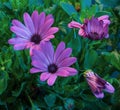 Surrealistic violet pink cape daisy blooms,green leaves,buds,on natural background ind