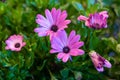 Surrealistic pink african / cape daisy / marguerite blooms green leaves and buds