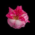 Surrealistic pink aged rose blossom heart macro in vintage painting style on black background Royalty Free Stock Photo
