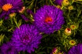 surrealistic purple autumn aster blooms,green leaves,buds,natural background