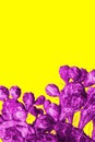 Surrealistic purple cactus on a yellow background in minimal style