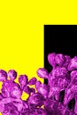 Surrealistic purple cactus on a yellow and black background in a trendy minimalist style