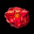 Surrealistic red shining rose blossom macro on black background