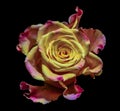 Surrealistic rose blossom macro fantasy portrait, single yellow red pink violet orange bloom Royalty Free Stock Photo