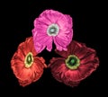 Surrealistic trio of red pink silk poppy blossoms macro isolated on black background