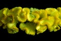 Surrealistic vibrant neon macro of parts of a celosia flower blossom in green and yellow