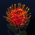 Surrealistic vintage macro of a hot red yellow glowing protea blossom