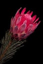 Macro of a red glowing protea blossom on black background